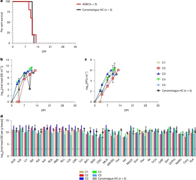 صورة مميزة: Oral 4′fluorouridine rescues nonhuman primates from advanced Lassa fever